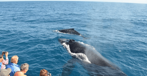 Samana: Whale-Watching and Cayo Levantado Full-Day Tour
