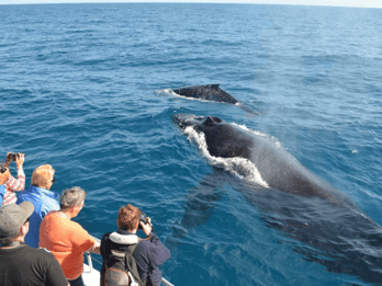 Samana: Whale-Watching and Cayo Levantado Full-Day Tour