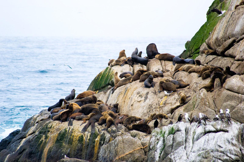 Santiago: Private Transfer To San Antonio via Valparaiso