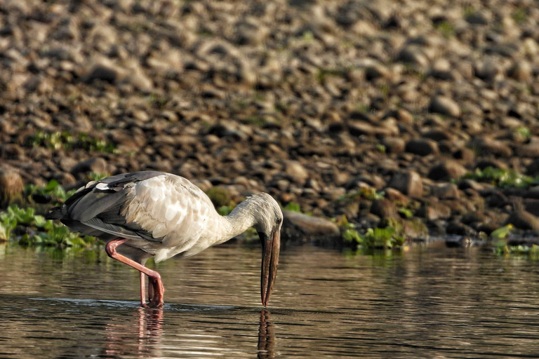 Chitwan National Park: Full-Day Jeep Safari with Lunch