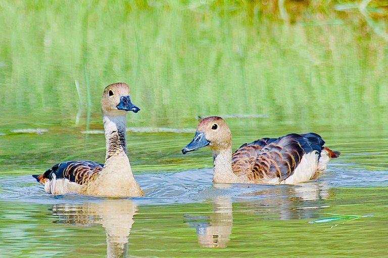 Talangama Wetlands Birdwatching & Local Village Experience