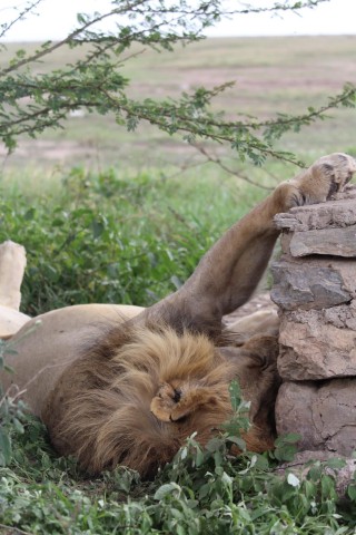 Visit 1 Day Ngorongoro Crater Group joining safari in Arusha, Tanzania
