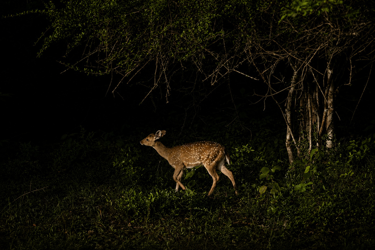 Night Safari: Wild Cat Spotting Adventure from Sigiriya
