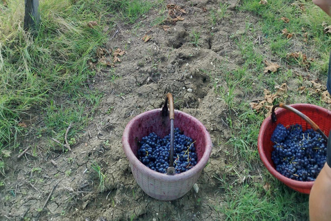 Milan: Oltrepò Pavese Real Grape Stomping,Wine Tasting Lunch