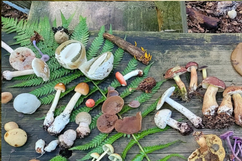 Leipzig: Mushroom Hike