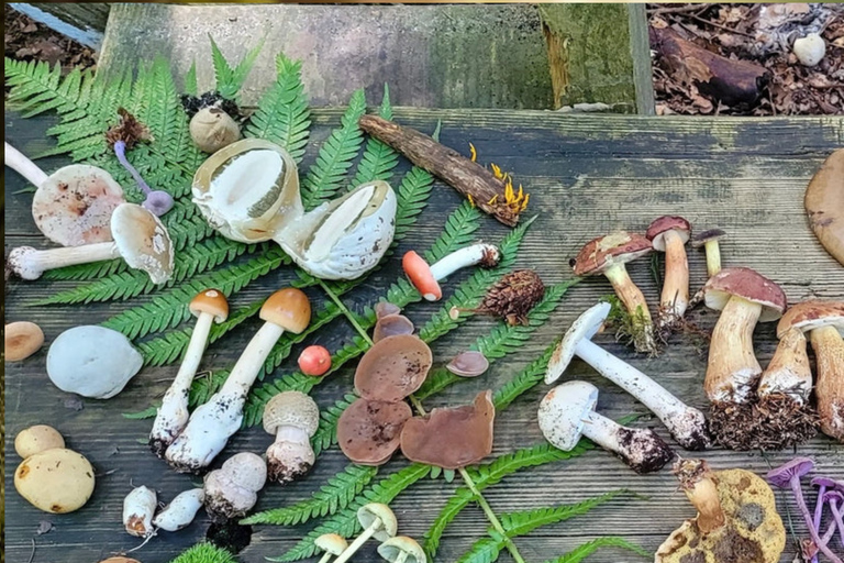 Leipzig: Mushroom Hike