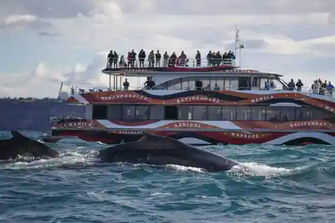 Sydney: 2 timmars expresskryssning för valskådning