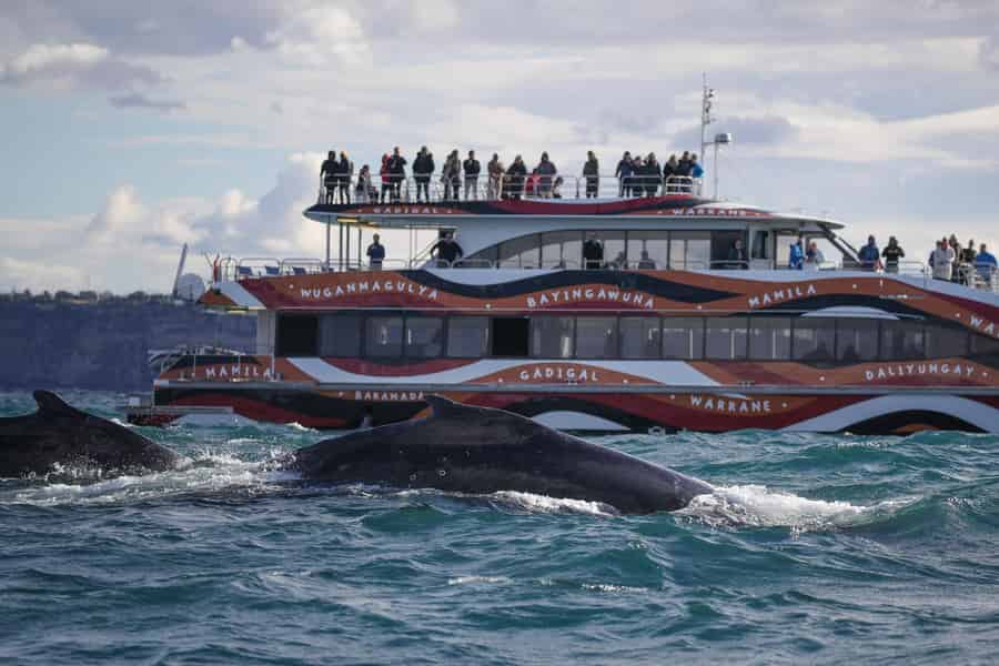 Sydney: 2-stündige Express-Walbeobachtungstour. Foto: GetYourGuide