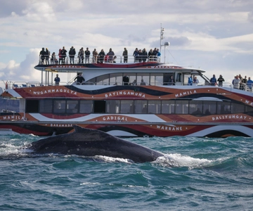 Sydney: Crucero exprés de 2 horas para avistar ballenas