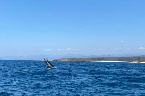 Puerto Escondido: Bootstour zu Delfinen und MeerestierenPrivate Tour