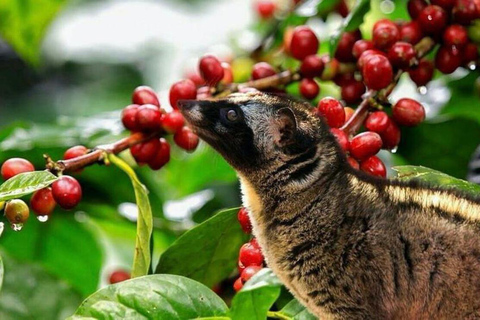 Ubud: Monkey Forest, Pura, Rice Terraces, Hidden Waterfall Ubud : Private Tour With Ticket