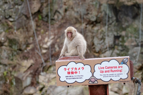 Nagano: Snow Monkeys, Zenkoji Temple & Sake Day Trip From Tokyo: Private Tour to Snow Monkey Park