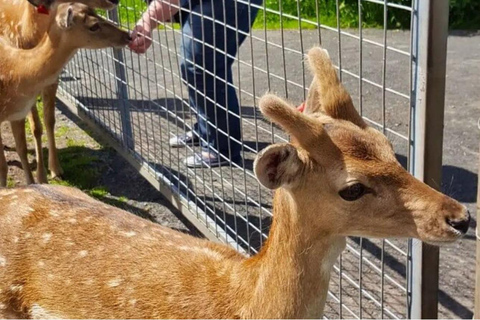 Mucche delle Highlands, Walk Alpacas e Centro della fauna selvatica scozzese