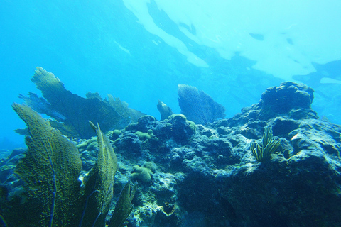 Southpoint Divers: Afternoon Reef Dive Trip