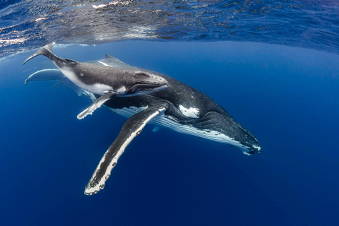 Côte d&#039;Or : Nagez avec les baleines