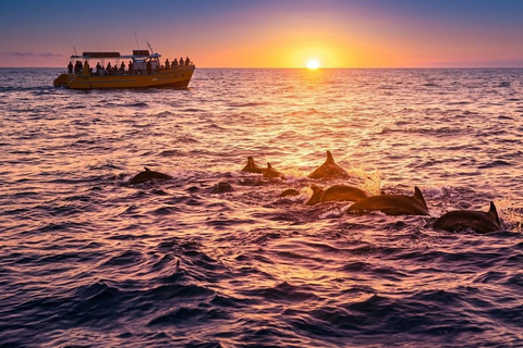 Tangalle: Mirissa Whale Watching & Dondra Lighthouse Tour