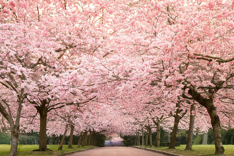 From Seoul: Wonju Nature Day Trip, Ginkgo Tree & Cable Car A. [Spring] Sogeumsan Cable Car & Cherry Blossom Tunnel Tour