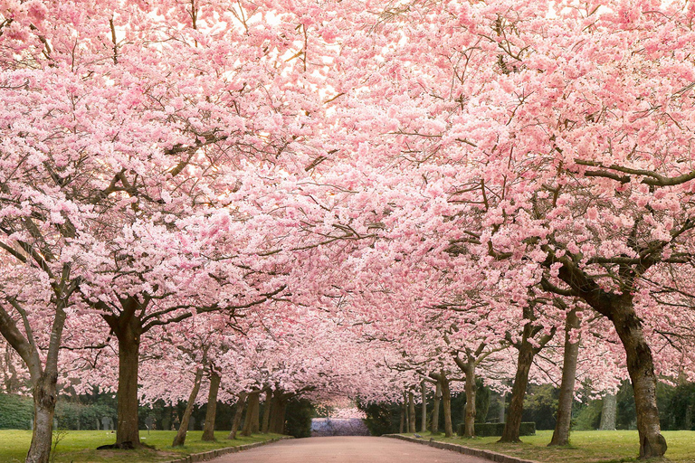 From Seoul: Wonju Nature Day Trip, Ginkgo Tree & Cable Car A. [Spring] Sogeumsan Cable Car & Cherry Blossom Tunnel Tour