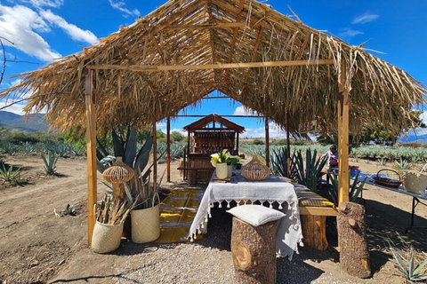 Oaxaca: Private Lunch in Maguey Fields with Mezcal Tasting