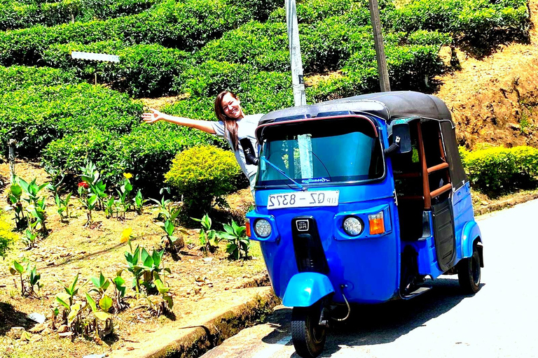 Kandy to Nuwara Eliya Transfer & Ambewala Train Ride to Ella