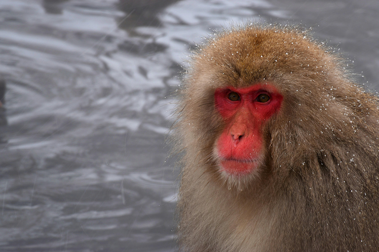 Nagano Snow Monkey private Day Tour from Tokyo