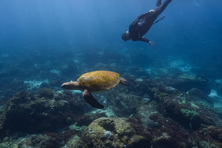 Mooloolaba: Turtle Snorkel & Swim at Mudjimba Island From Mooloolaba: Swimming with Turtles at Mudjimba Island