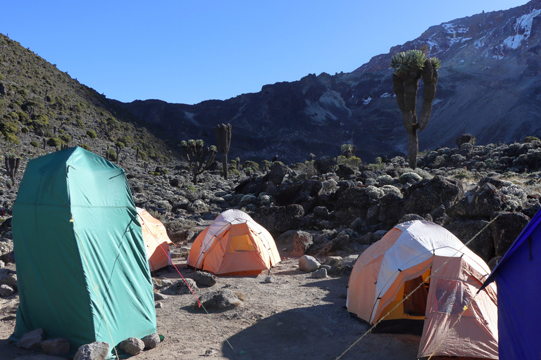 13-Day Kilimanjaro Climb & Classic Tanzania Safari Journey