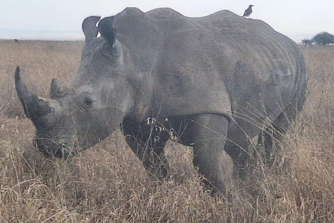 Parque Nacional de Nairobi, Sheldrick Wildlife Trust e Giraffe Center