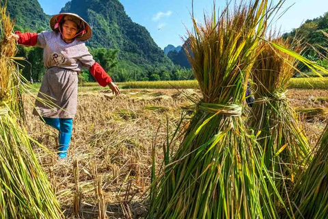 Hoi An : Découvrez la vie traditionnelle de l&#039;agriculture et de la pêche