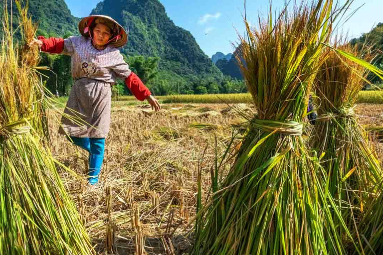 Hoi An : Découvrez la vie traditionnelle de l&#039;agriculture et de la pêche