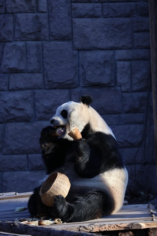 Beijing Zoo Entry Ticket - Panda House Included