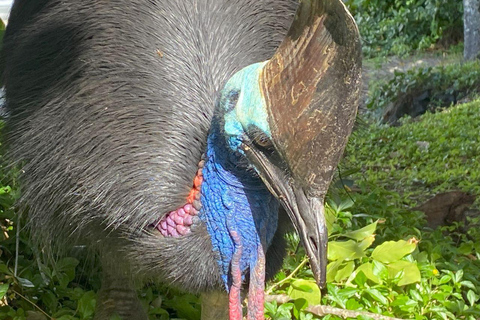 Parco della Paronella: Tour serale e diurno con la fauna selvatica e la foresta pluviale