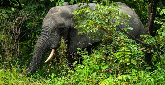 From Zanzibar: Overnight Selous G.R. Safari with Flights