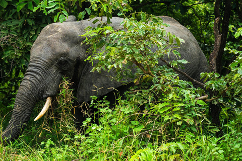 Depuis Zanzibar : Safari de nuit dans le Selous G.R. avec volssafari partagé