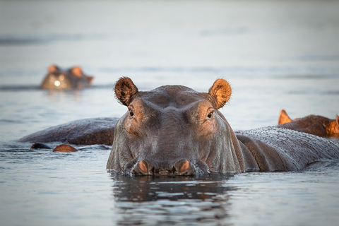 3-Day Ugandan tour with Murchison Falls, Rhinos & Chimpanzee