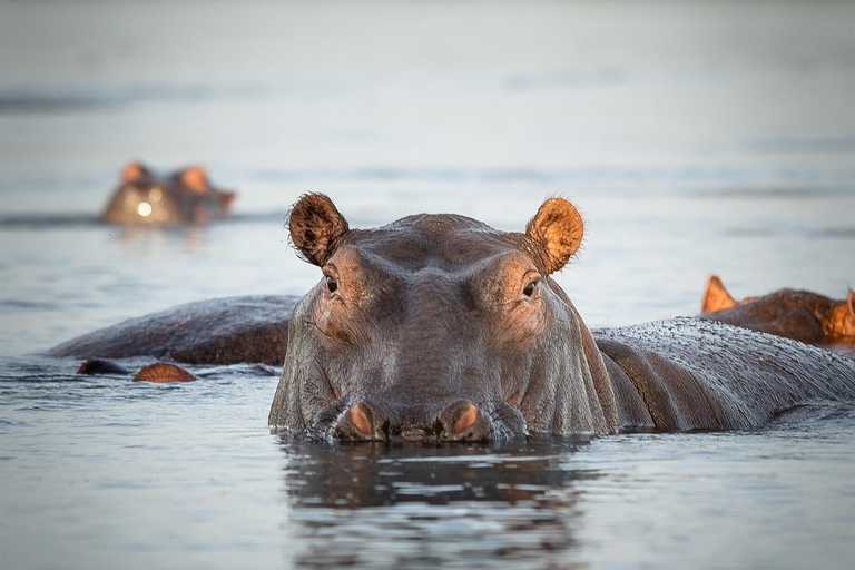 3-Day Ugandan tour with Murchison Falls, Rhinos & Chimpanzee