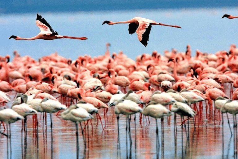 Tanzanie : 8 jours de safari avec hébergement