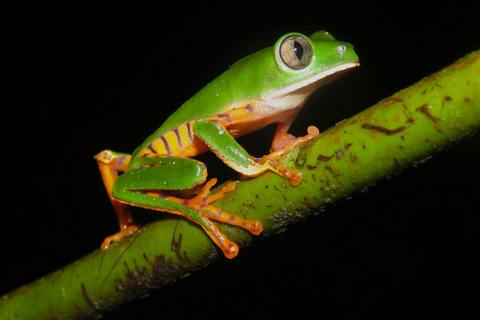 From Galle or Mirissa: Sinharaja Rainforest Day Trip From Mirissa: Sinharaja Rainforest Day Trip