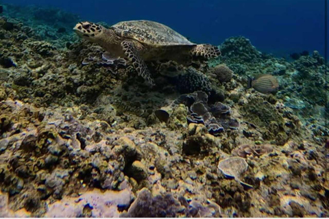 Gili Islands: Snorkeling Tour with Turtles and Statues