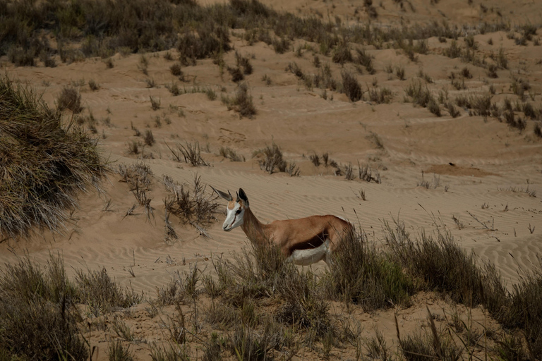 Swakopmund: Namib Desert Sunrise, Seals & Sandwich Harbour