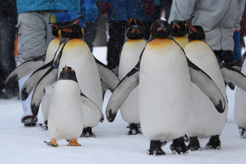 Asahiyama Zoo, Biei, and Ningle Terrace Night View Tour