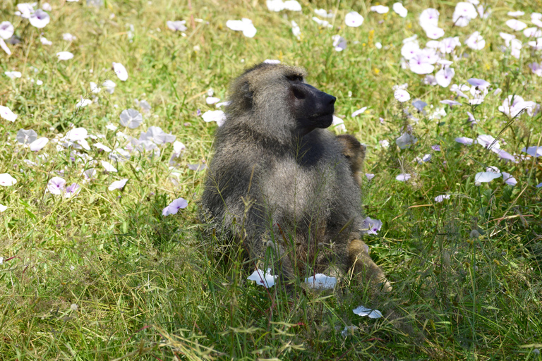 Arusha: Tarangire National Park Day Safari Joining Safari (1-2 People)