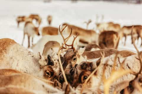 Tromsø: Reindeer Sledding & Feeding with a Sami Guide