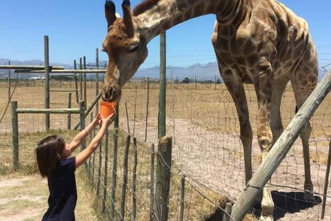 CAPE TOWN: Giraffe House and Cheetah Encounter with Wine …