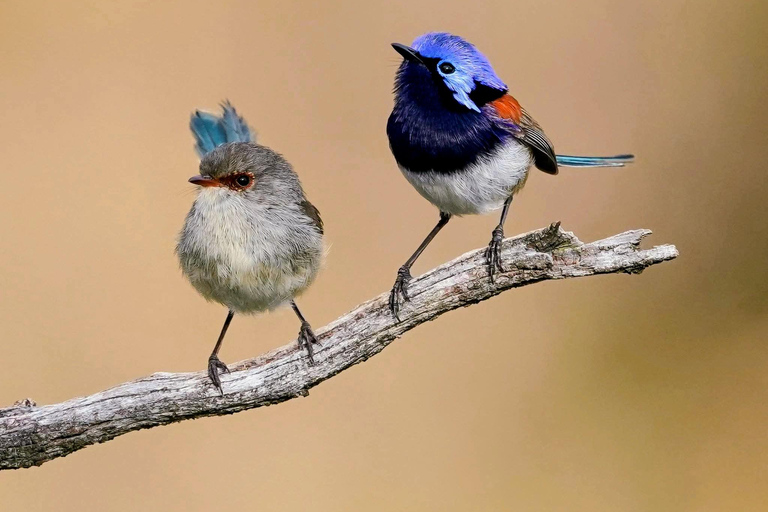 From Perth: Australian Animal Night Safari