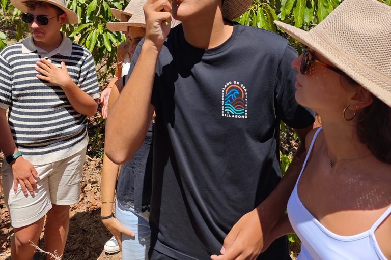 Tenerife: Avocado Farm Tour with Tasting Menu & Wine