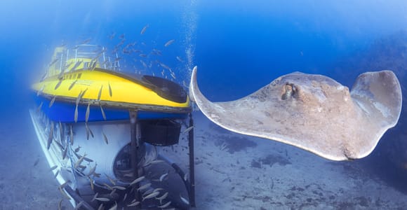 Southern Tenerife: 50-Minute Submarine Dive