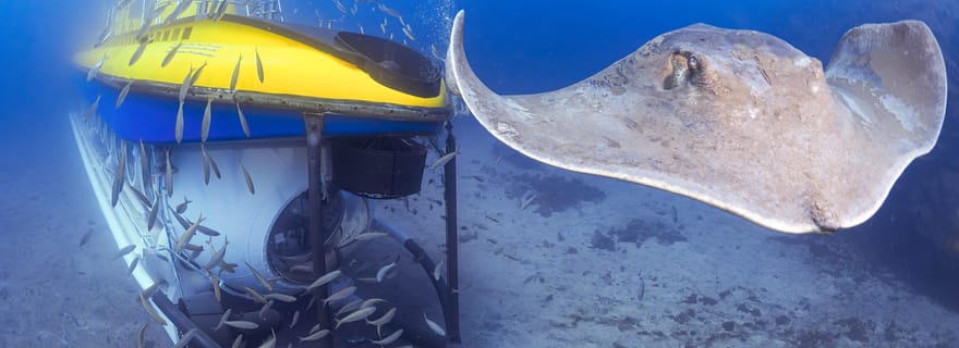 Sud de Ténérife : plongée sous-marine de 50 minutes