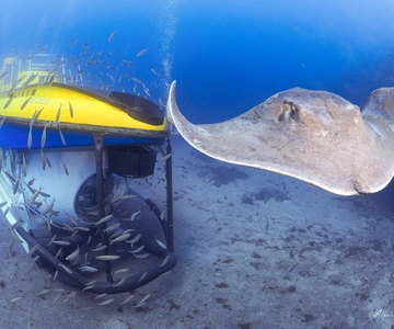Southern Tenerife: 50-Minute Submarine Dive