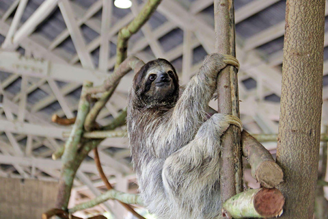 L&#039;île aux singes et le sanctuaire des paresseux : Une aventure sauvage